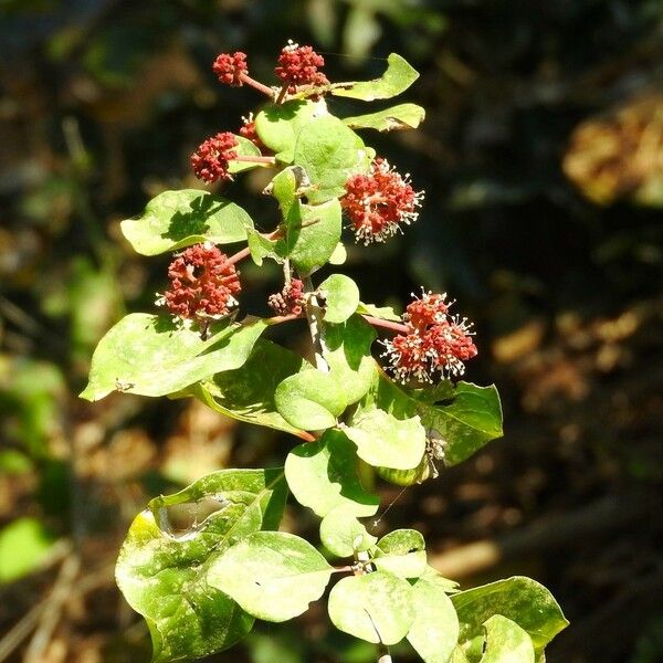 Pisonia aculeata Blomst