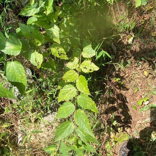 Celtis laevigata Folla