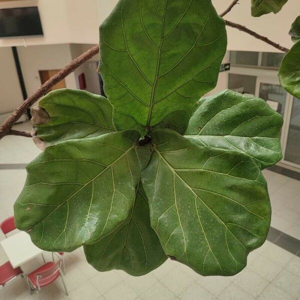 Ficus lyrata 葉