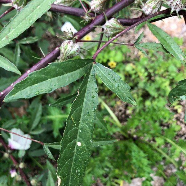 Hibiscus cannabinus Folla