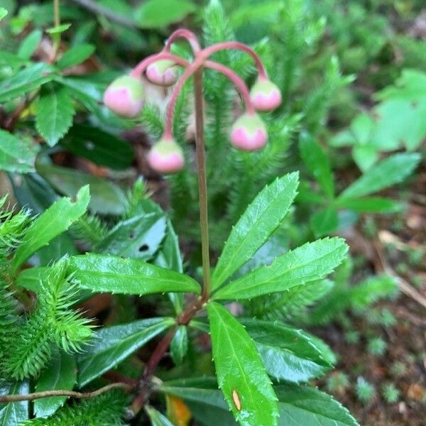 Chimaphila umbellata Hostoa