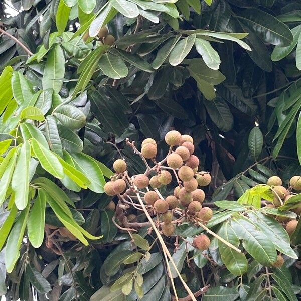 Dimocarpus longan Meyve