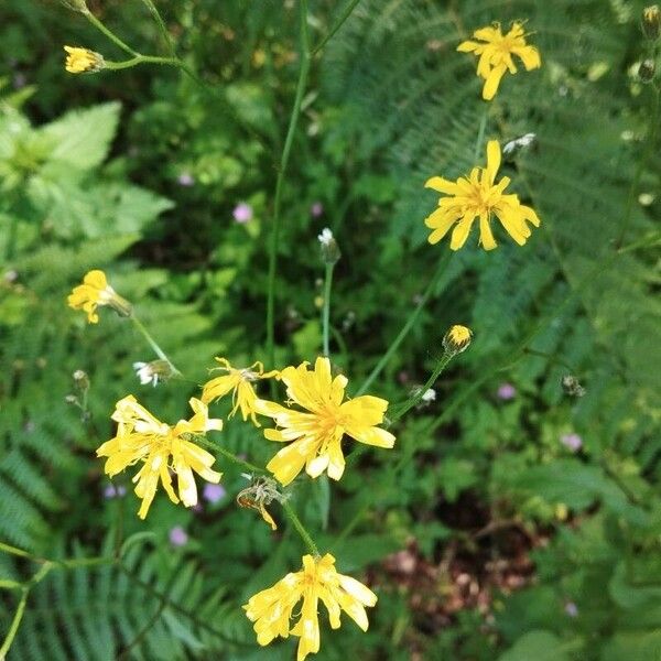 Crepis paludosa Blüte