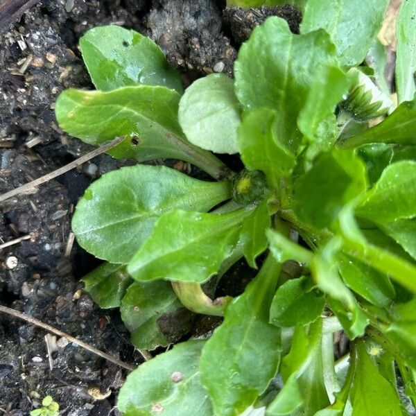 Bellis rotundifolia Hostoa