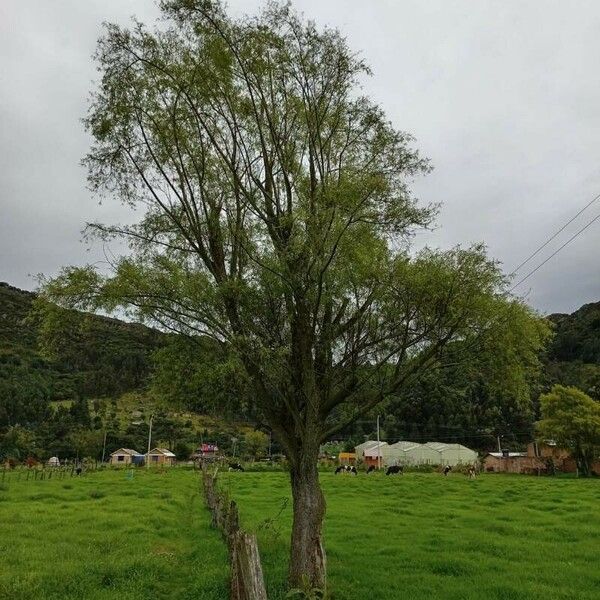 Salix humboldtiana Blad