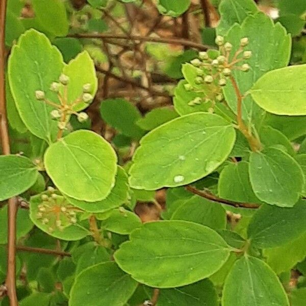 Spiraea trilobata Blad