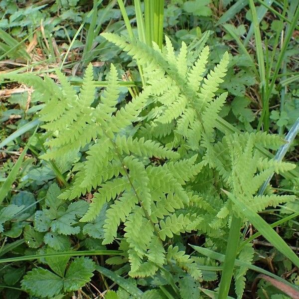 Thelypteris confluens (Marsh fern)