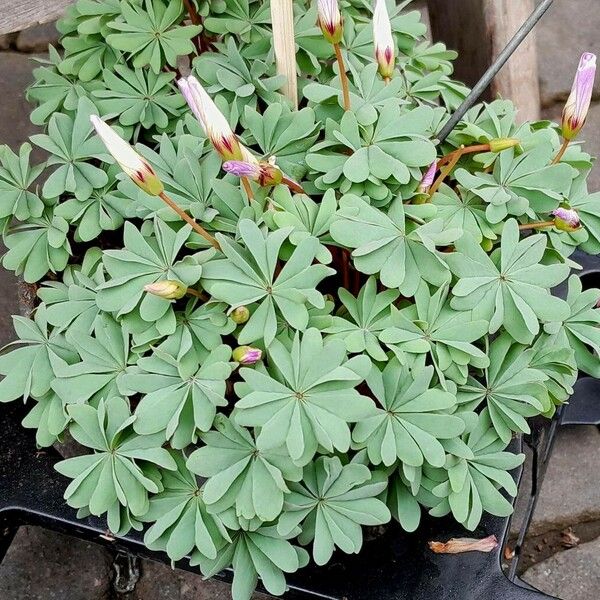 Oxalis adenophylla Costuma