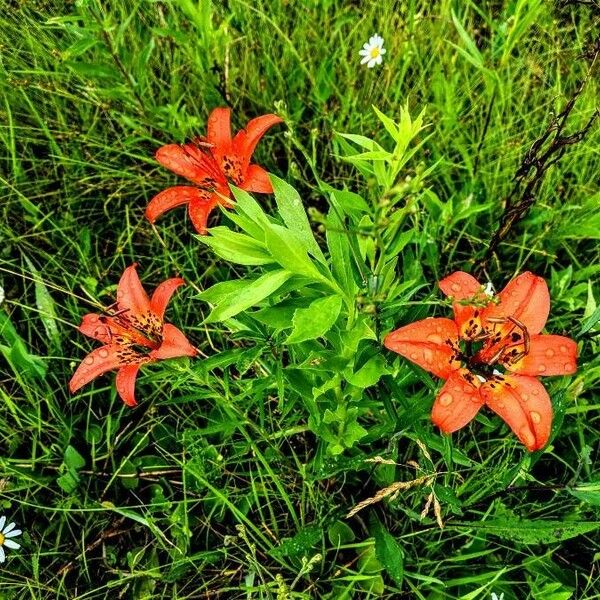 Lilium philadelphicum Fleur