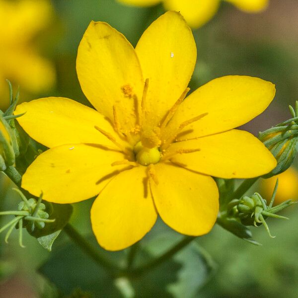 Blackstonia perfoliata 花