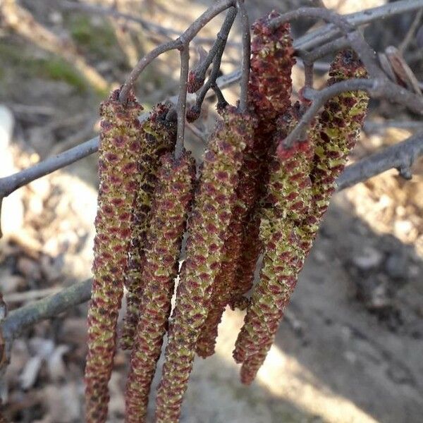 Alnus glutinosa Цвят