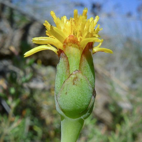 Jaumea carnosa Blomst