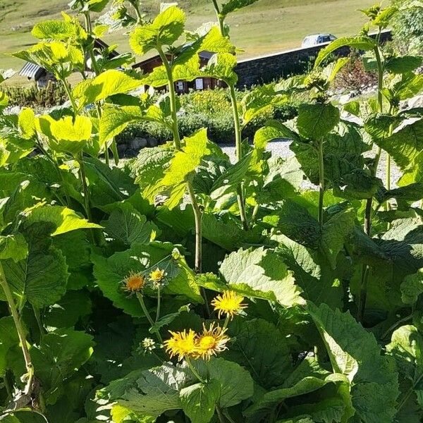 Inula helenium Habitus