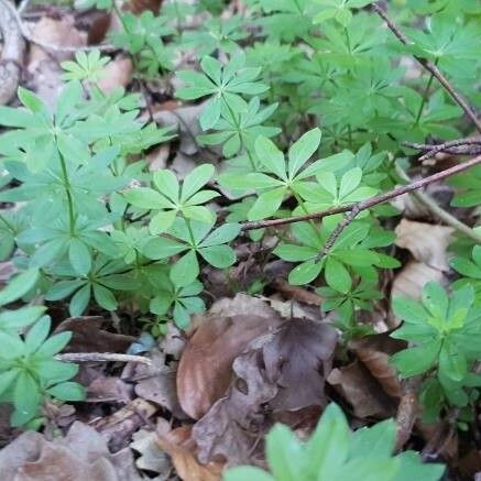 Galium odoratum Blad