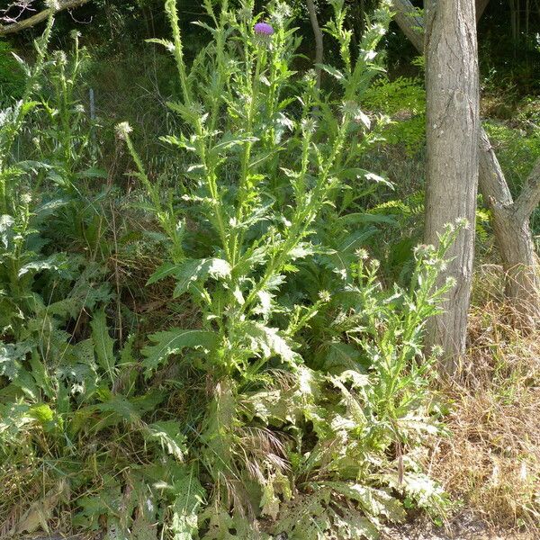 Onopordum tauricum Costuma