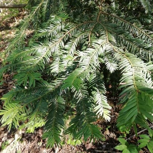 Taxus baccata Leaf