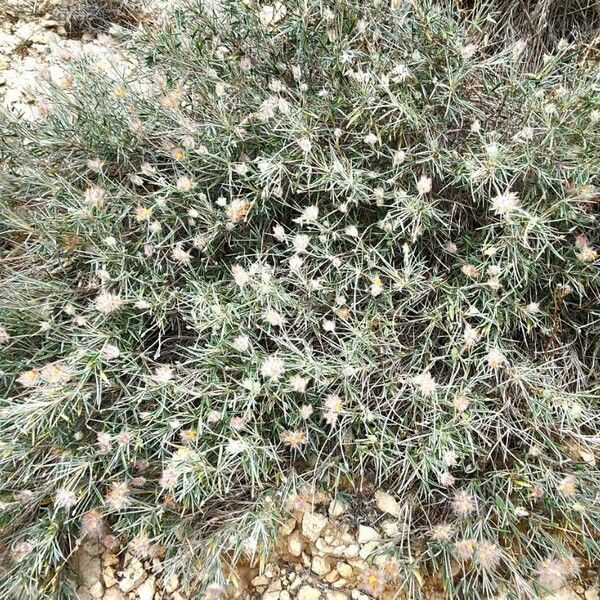 Ebenus stellata 其他