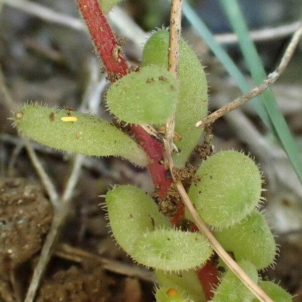 Sedum hirsutum Lehti