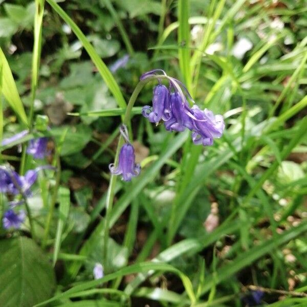 Hyacinthoides non-scripta Blüte