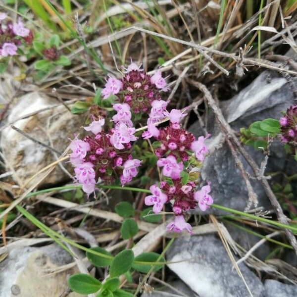 Thymus praecox Цвят