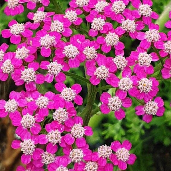 Achillea distans Blüte