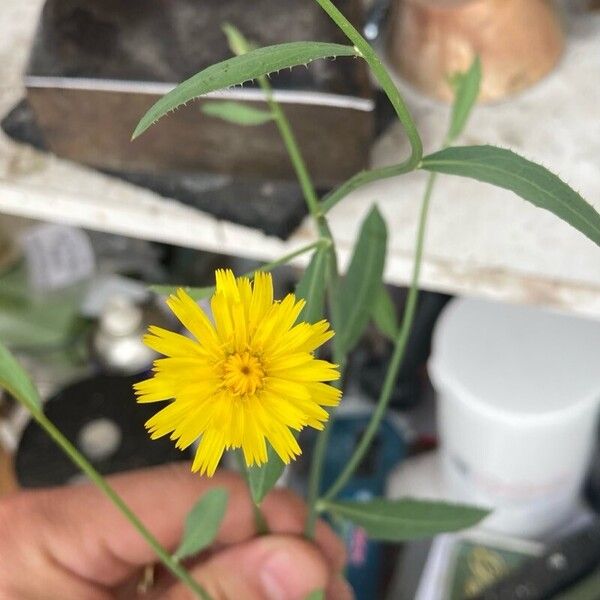 Crepis tectorum Žiedas