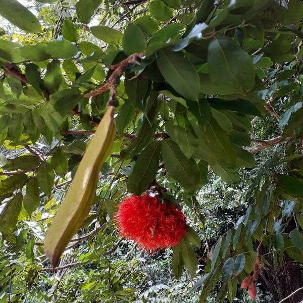 Brownea grandiceps Blomma