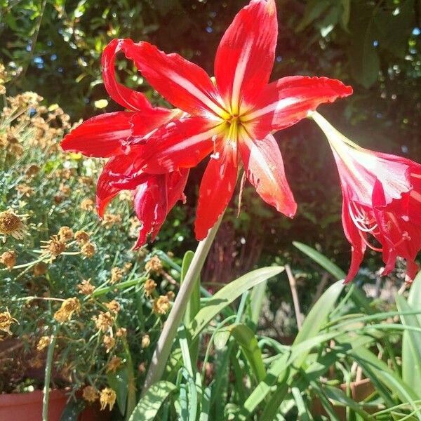 Hippeastrum puniceum 花