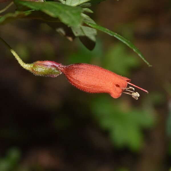 Mitraria coccinea Floro