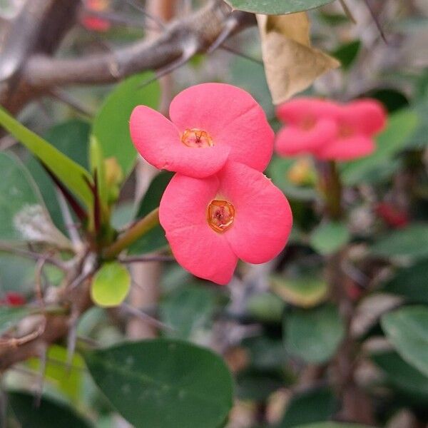 Euphorbia milii Flower