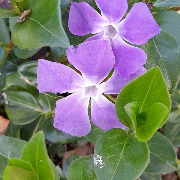 Vinca major 花