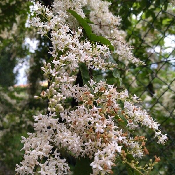 Ligustrum sinense Blüte