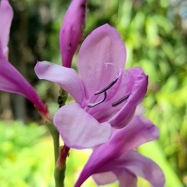 Watsonia borbonica Kwiat