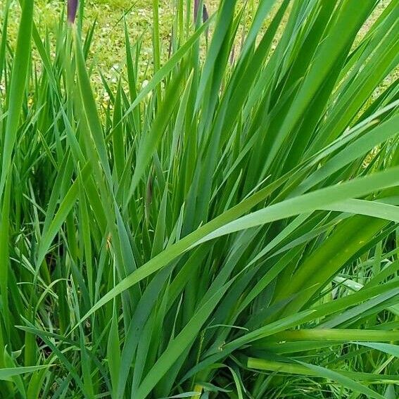 Iris sibirica Leaf