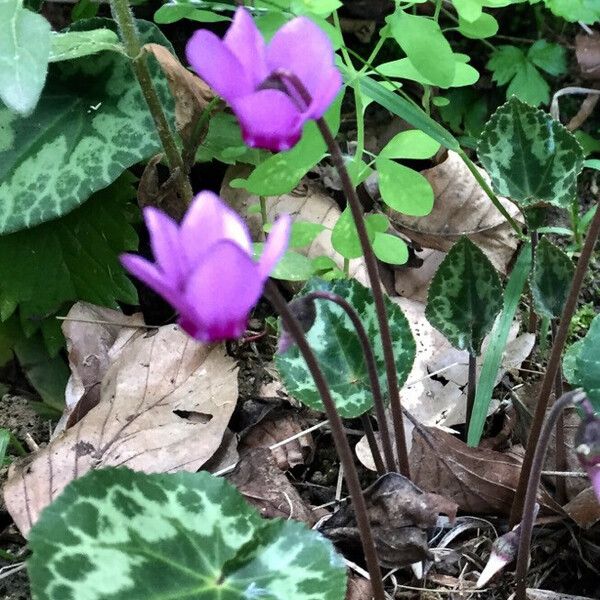 Cyclamen purpurascens Цветок