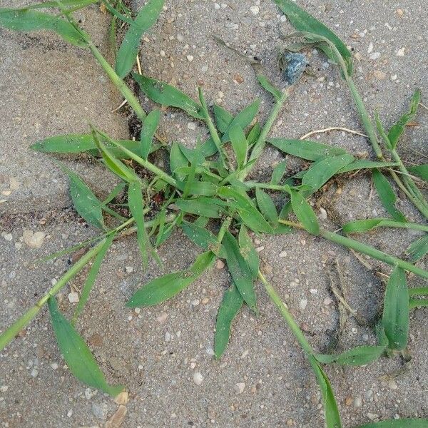 Digitaria sanguinalis Blad