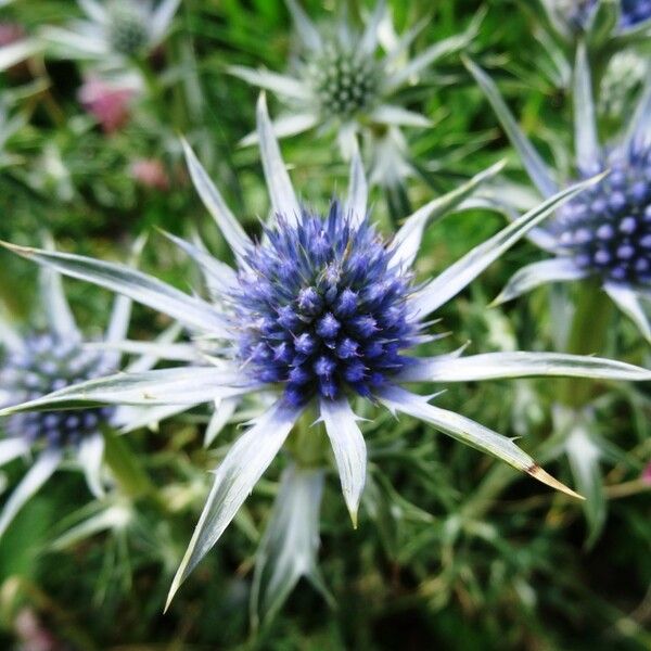 Eryngium bourgatii Blüte