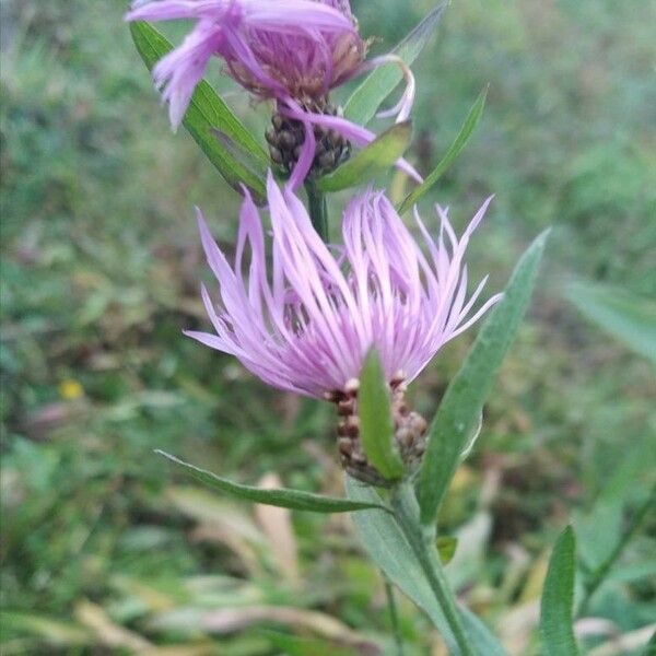 Centaurea jacea Flor