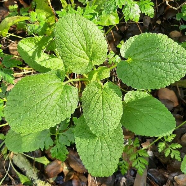 Stachys alpina Φύλλο