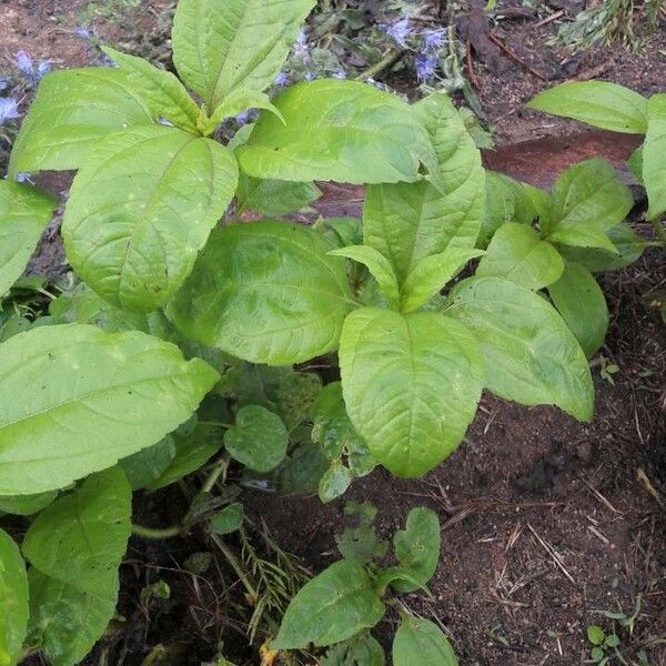 Acalypha virginica عادت