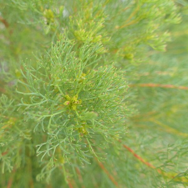 Serruria glomerata (Cluster spiderhead)