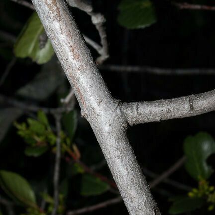 Rhamnus crocea Bark