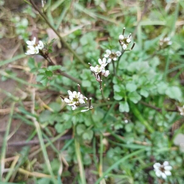 Cardamine parviflora Λουλούδι