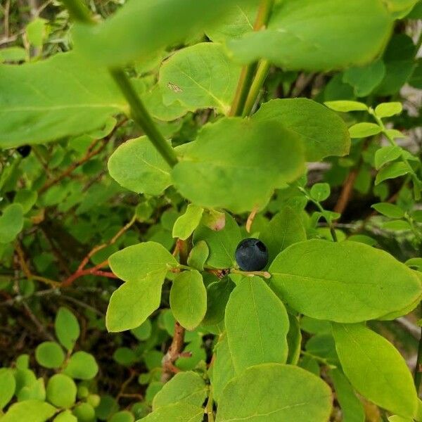 Vaccinium membranaceum Plod