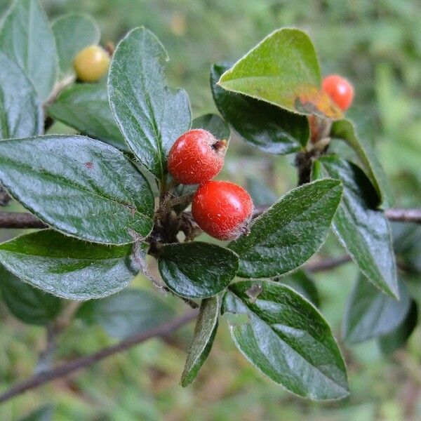 Cotoneaster tengyuehensis Other