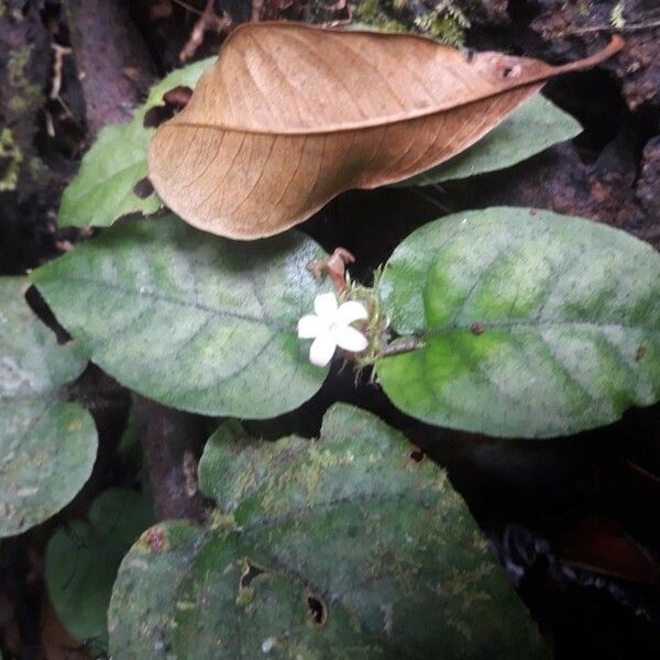 Geophila cordifolia Flor