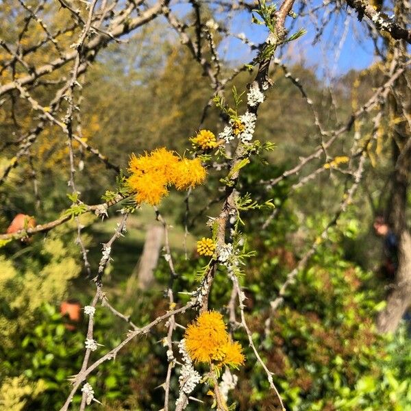 Vachellia caven Blomst