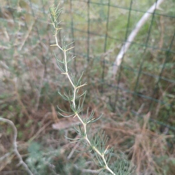 Asparagus albus ᱥᱟᱠᱟᱢ