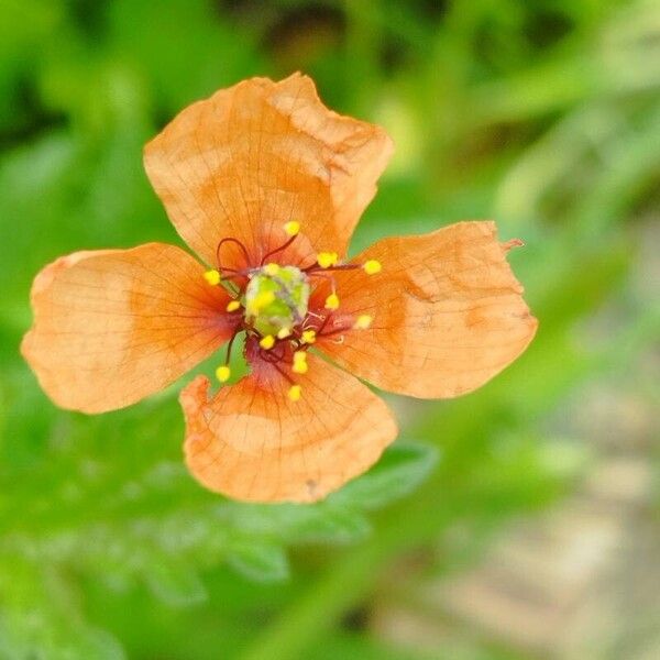 Papaver pinnatifidum Квітка