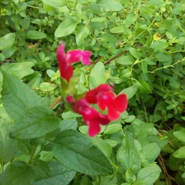 Salvia microphylla Fiore